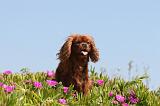 CAVALIER KING CHARLES 098